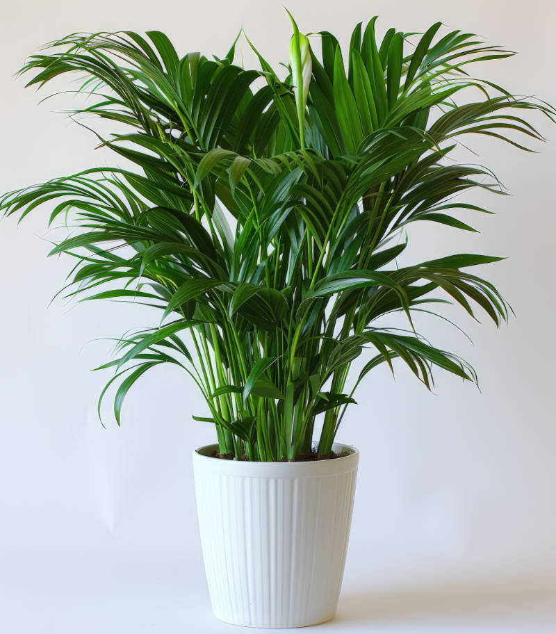 6. Bambu Palmiyesi (Chamaedorea seifrizii)